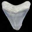 Serrated, Grey Bone Valley Megalodon Tooth #21568-1